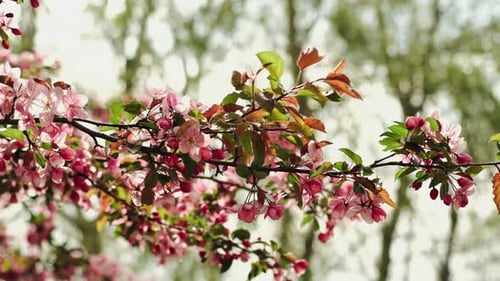 Gentle Glowing Blossoms Tranquil Orchard Scene With Blooming Pink And Copper Leaves