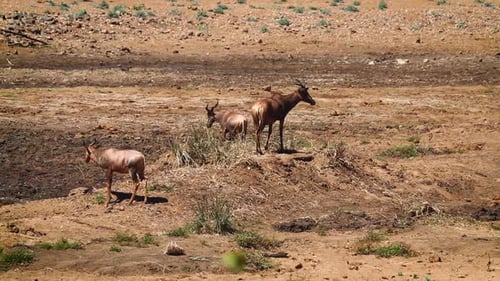 Hartebeest in Kgalagadi transfrontier park, South Africa