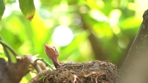 Tiny Bird in Nest Opening Beak