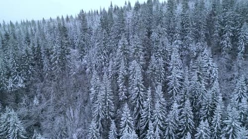 Aerial View of Snow-Covered Mountain Forest in Winter