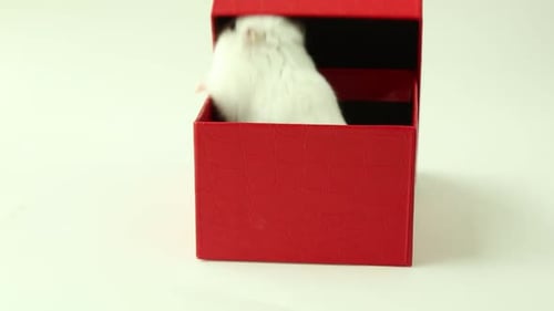 Un pequeño hámster blanco sale de una caja de regalo roja, regalo sorpresa de Navidad