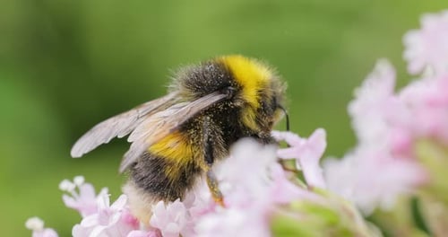 Bumblebee Pollinating Pink Flowers Up Close