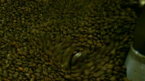 Coffee Beans Tumbling in Roasting Machine