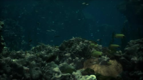 Sea or Ocean Underwater Coral Reef