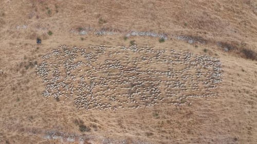 Aerial View of Sheep Herd Moving Across Rural Land