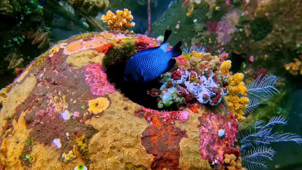 Underwater structure, densely entwined with vegetation, with schools of ...
