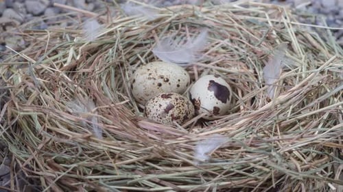 Nido de codornices con tres huevos