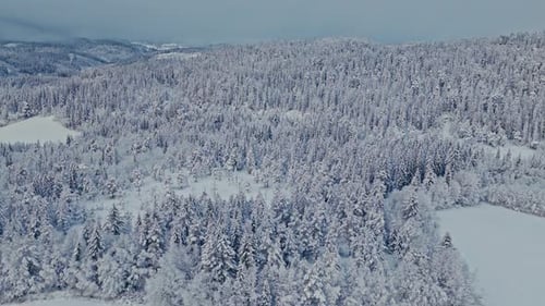 Aerial View of Snow-Covered Forest in Winter Landscape