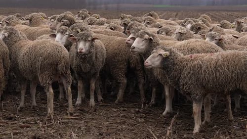 Large Herd of Woolly Sheep in Rural Field