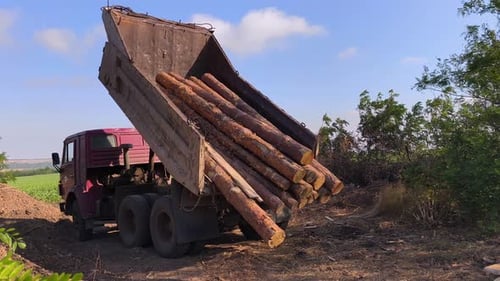 Dump Truck unloading timber logs on clear day