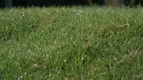 Fresh morning water dew drops on vibrant green grass lit by the sun blowing in the wind. Subtle came