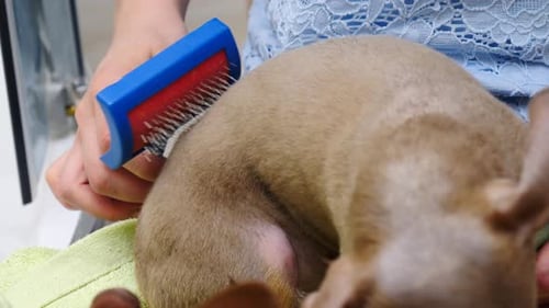 Short Hair Dog Being Brushed Indoors