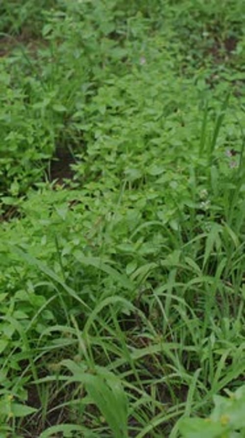 Vertical Field Of Lush Green Weeds And Wild Grass Texture