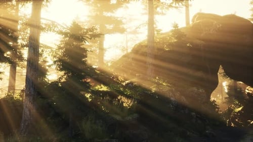 Sun Rising in a Forest with Fog