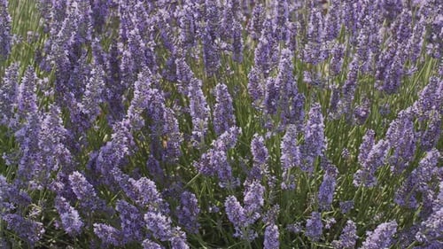 Lavender flowers on a flowering lavender bush, macro shot.