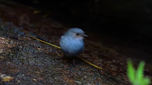 This female Plumbeous Redstart is not as colourful as the male but sure it is so fluffy as a ball of