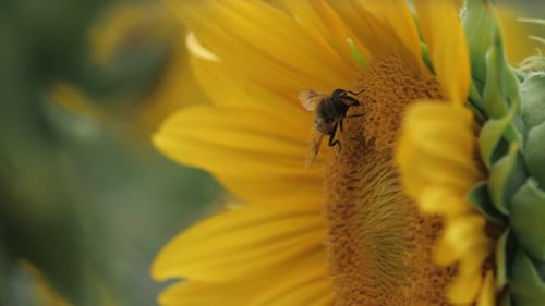 A bee collects pollen from a sunflower in an agricultural field