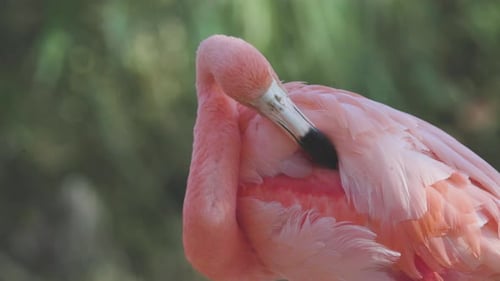 Pink Flamingos Close Up