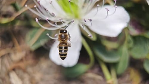A Bee in a Flight