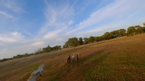 Herd of Horses Running Across a Field at Sunset