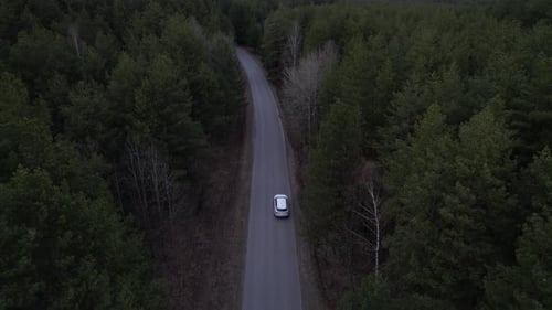 White Car On Forest Road