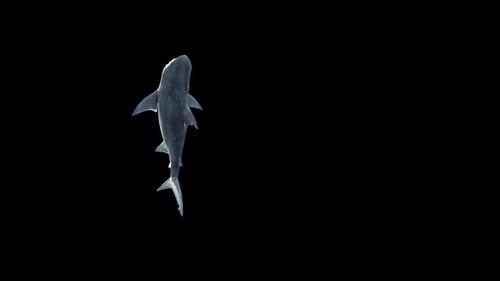 Realistic Shark Swimming Seamlessly Against Black Background