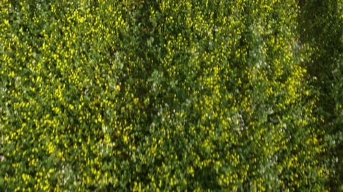 Rapeseed growing flowers in agricultural field.