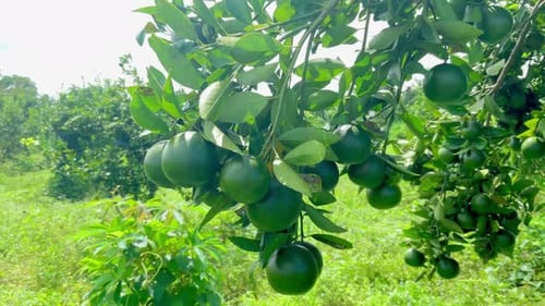 Unripe Citrus Tree in Rural Orchard on Sunny Day