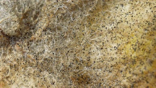 Eine Nahaufnahme von Schimmel und Pilzen auf Brot.