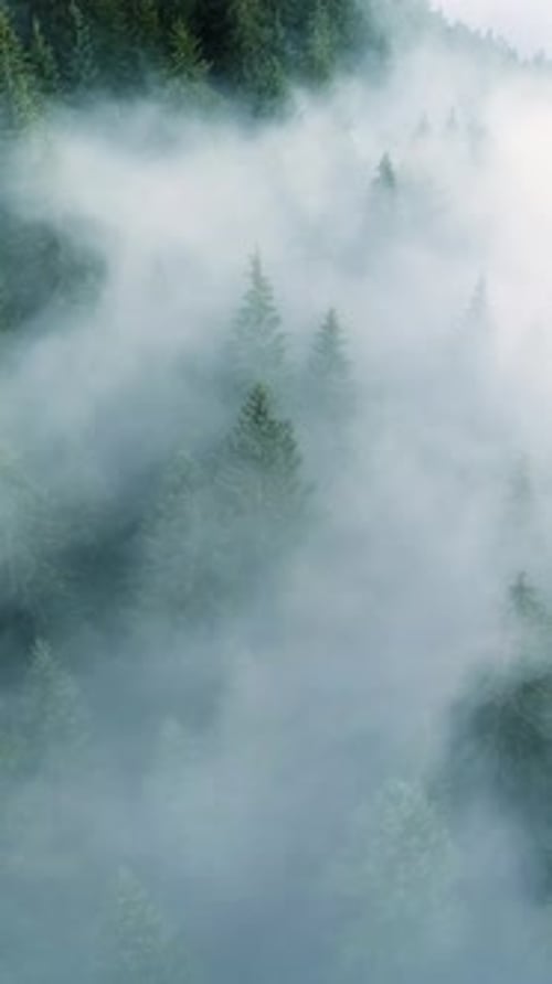 Vertical Screen Dense European Forest in Foggy Weather Aerial View