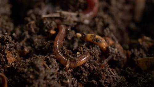 Lombrices de tierra que airean el suelo húmedo de abono