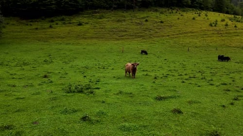Slovenia Highland Cattle Aerial Drone 4.mp4