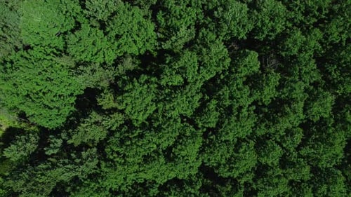 Top View of Crowns of Green Trees Outdoors in Summer Day Irrl