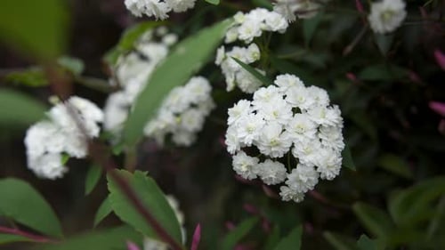 Small delicated white flowers. Spiraea cantoniensis or 'Corona de novia'