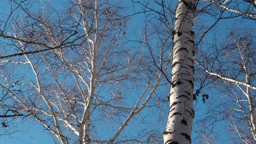 Frosty bald tree branches against blue sunny sky