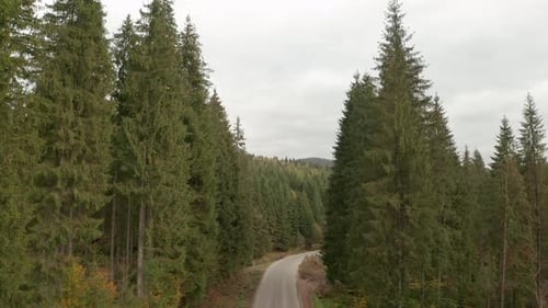 Picturesque landscape. Drone flying forward over road between trees
