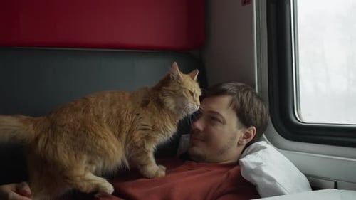 Un homme monte dans un train dans un compartiment avec un chat roux couché, un chat affectueux ronronne et se prélasse
