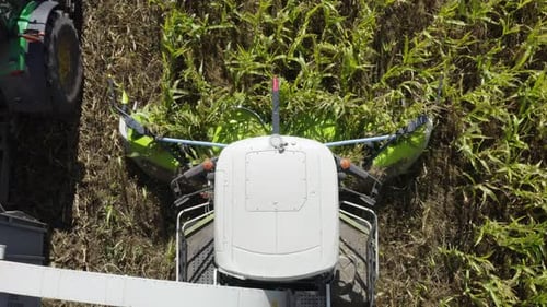 Harvesting Corn With A Combine Harvester In The Fields. View From Above