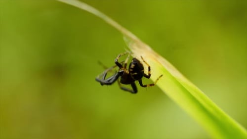 Small black and yellow jumping spider