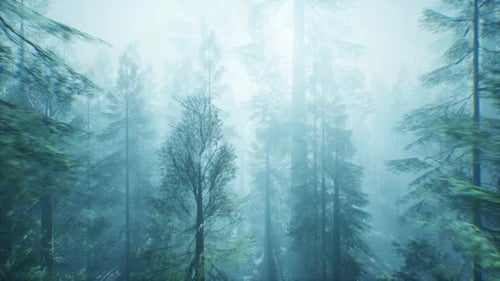 Forest In The Fog