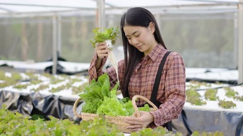 Portrait of young asian woman farmer picking vegetables to basket in hydroponic farm
