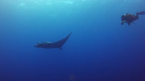 diver and mantaray calmly swimming in the blue ocean together peacefully.