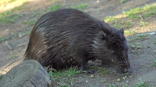 Feuchte Wasserratte oder Bisamratte kriechen auf der Suche nach Nahrung an Land. Familie Nutria