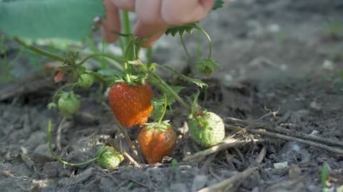 Harvesting Plump Juicy Strawberries By Hand in Our Ecofriendly Fields