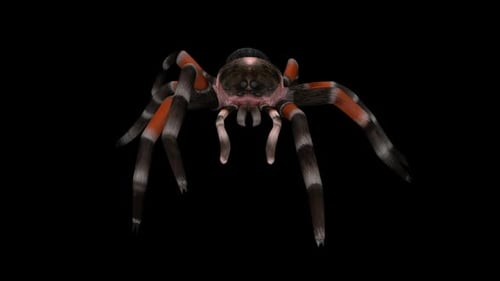 Tarantula Spider - Mexican Red Knee - Walk Loop - Front Close Up View - Alpha Chanel