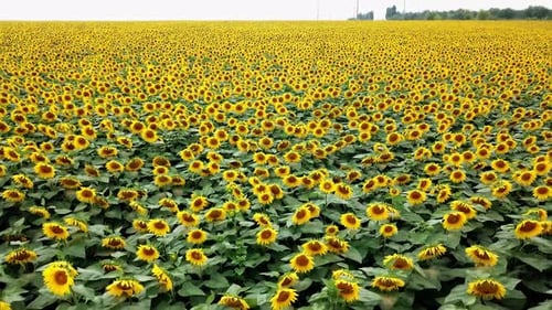 Sunflower: Aerial view of colored plantation of sunflowers. Countryside view. Beautiful landscape.