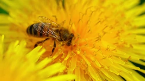 Close-up slow motion of bee gathering pollen from bright yellow dandelion in spring light