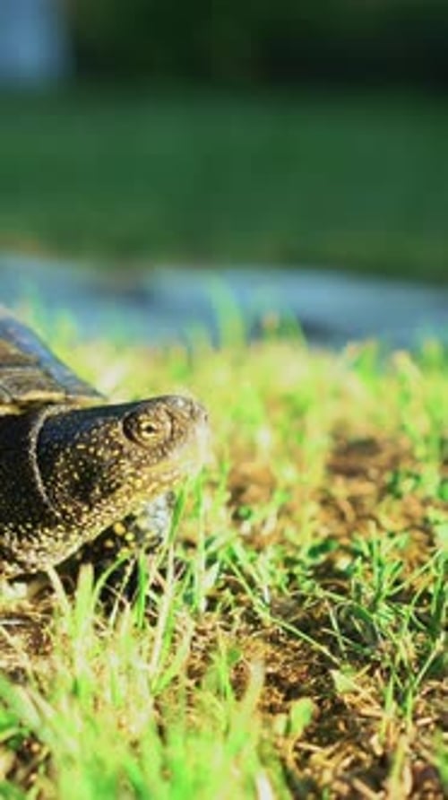 Schildkröte läuft im Gras Vertikales Video