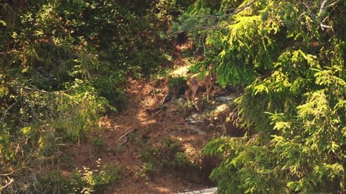Baby spotted roe deer fawn slips on forest hill and scrambles away, Golden Hour