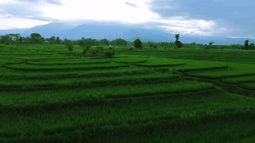 Wunderschöner Blick auf den Morgen, Indonesien, Panoramalandschaft, Wald mit Schönheit, Farbe und Himmel, natürlichem Licht